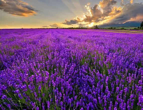 44198c5aceedf71861bf409d7250dc14-sz_78225