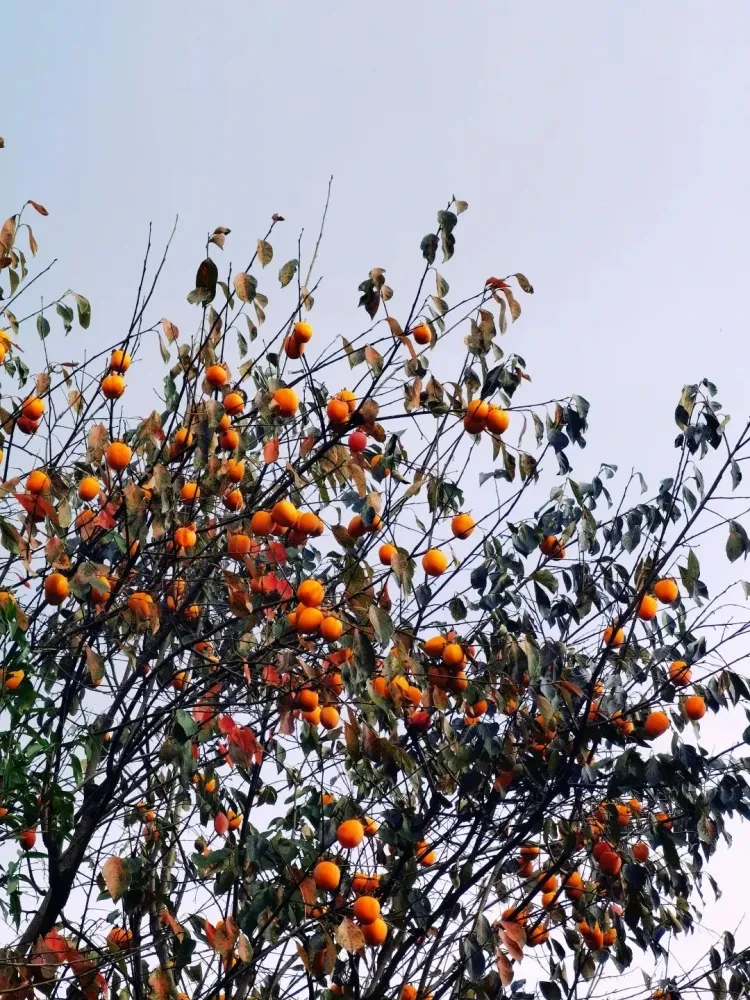 44597bdd83351a7dcf45d08ff743b82f-sz_423521 44597bdd83351a7dcf45d08ff743b82f-sz_423521