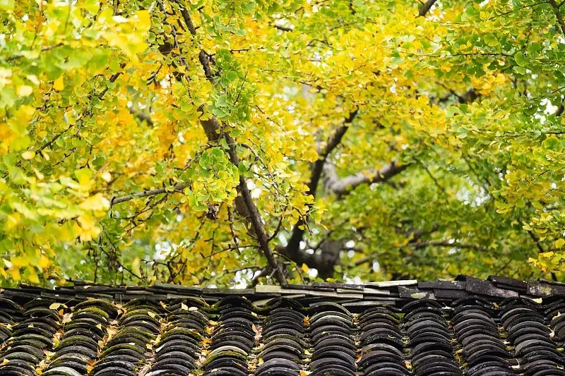 452d4ceb1ed947a5a3771e68007f1acc-sz_232743