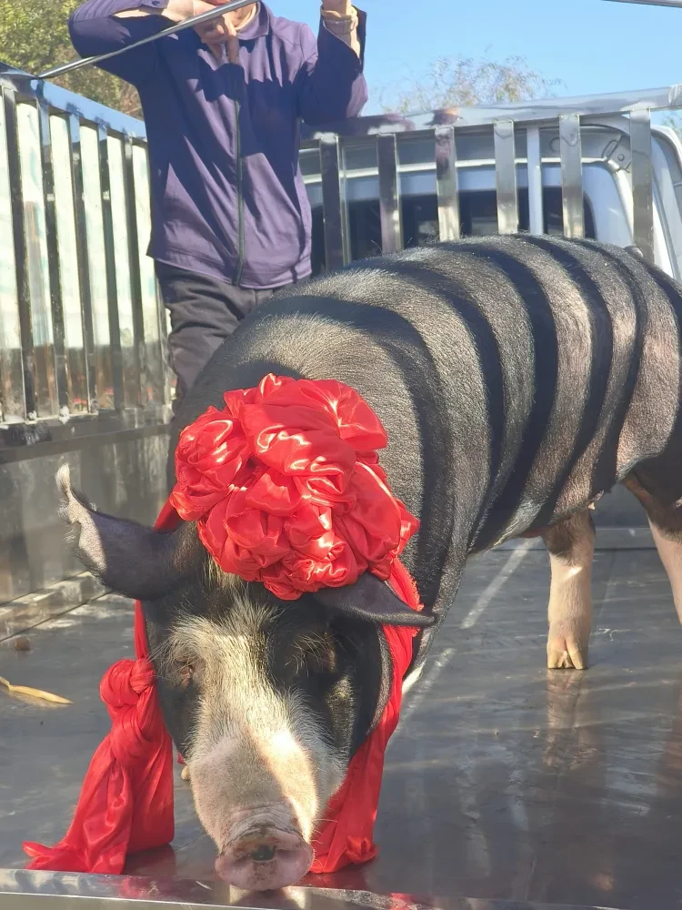 49f6913e6b9dbe468982f03f484be9bf-sz_2745282 49f6913e6b9dbe468982f03f484be9bf-sz_2745282