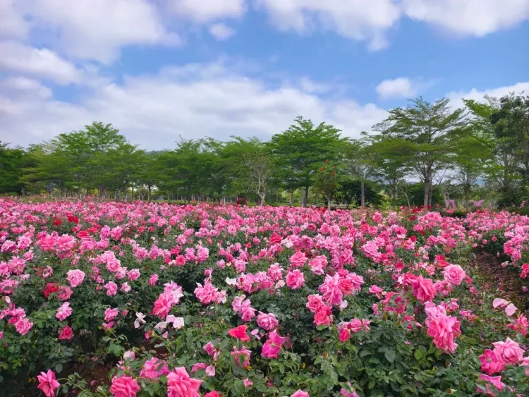 4a328790a2afac426b76010f337c52da-sz_2635969