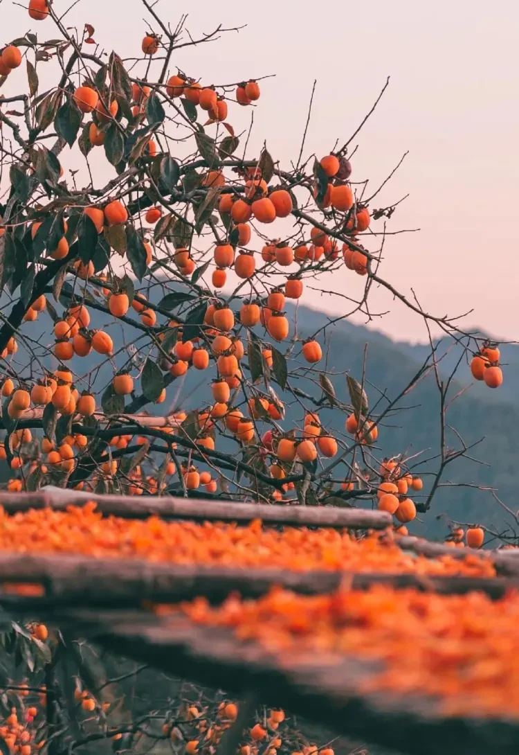 4aecd54c023e9e9aa62fce40fd667302-sz_266688 4aecd54c023e9e9aa62fce40fd667302-sz_266688