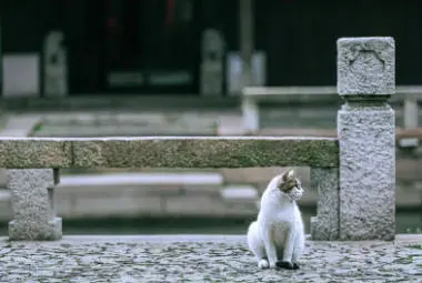 4ba3b7c72ce7093206058a5e809f38a5-sz_19000