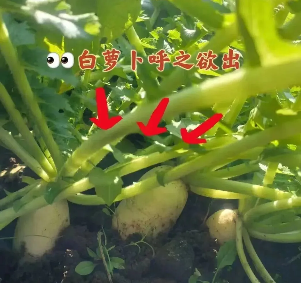 528bfc4d98212ce9046df3aa79e1ccc3-sz_142293-1