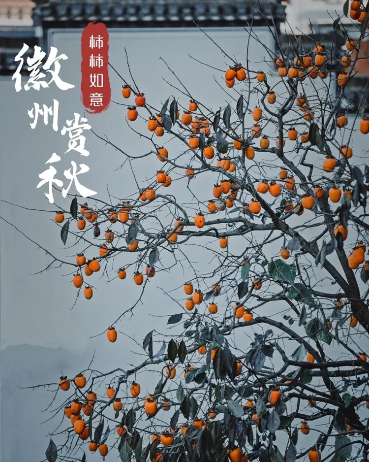 5740c3544d6da40762258b417e5c5ddf-sz_3159375 5740c3544d6da40762258b417e5c5ddf-sz_3159375