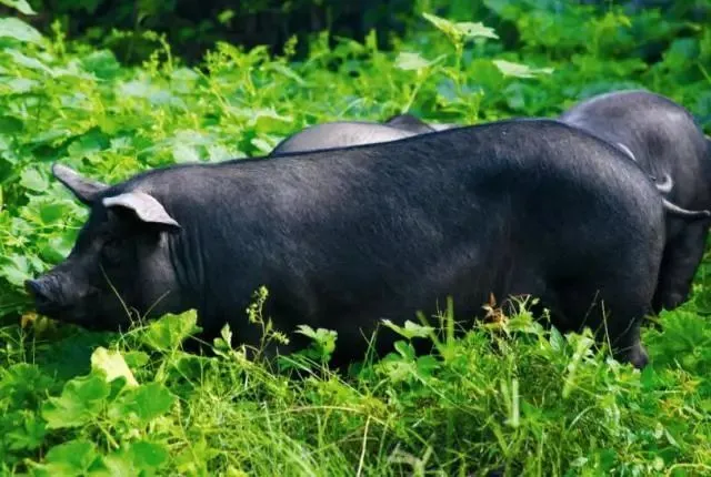 ❤年终回馈&每车分头黑猪&薅一波羊毛❤钜惠268元/人●一齐狂欢★☀2早4正餐（皖南特色杀猪宴+新安烤鱼宴)☀皖南深度赏秋三日