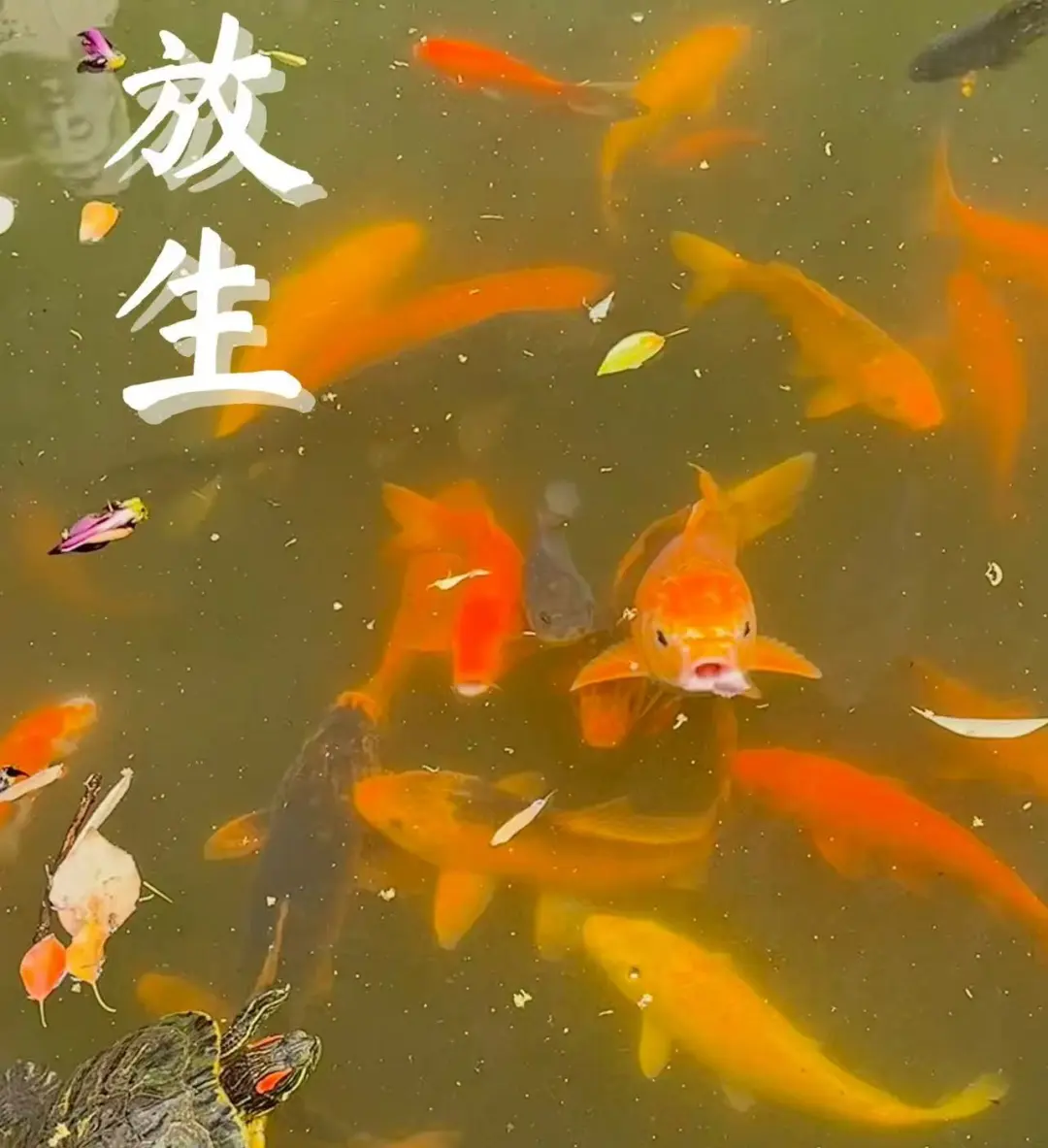 59c65377efa7be897e1ec981f2e4c911-sz_160392