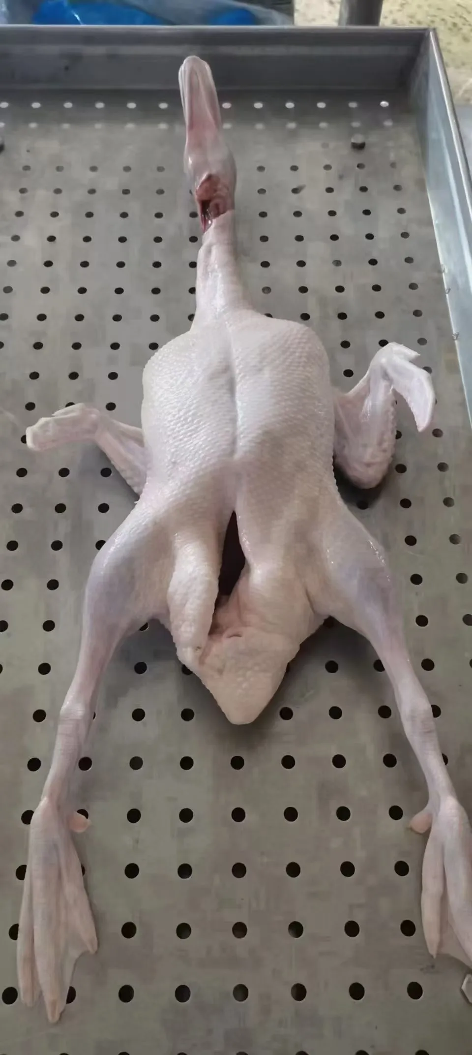 5ac25a8942c9539e4e4e01604c4e2e43-sz_146395