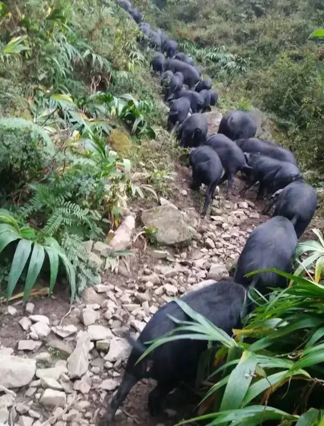 60a9022ae481e0b66220dfdb4835bda6-sz_127651 60a9022ae481e0b66220dfdb4835bda6-sz_127651