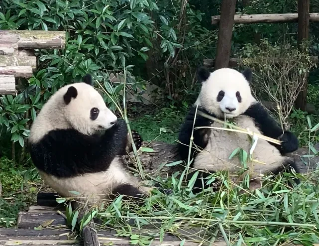 6330f28b33499ec37f2bec6218fcae60-sz_859608 6330f28b33499ec37f2bec6218fcae60-sz_859608