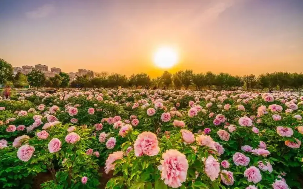 6358cc5ef44124fcca5f4f407eee5f97-sz_957236 6358cc5ef44124fcca5f4f407eee5f97-sz_957236