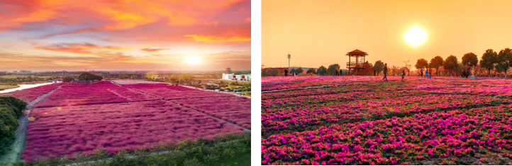 平湖·4钻品牌·Holiday lnn·洲际·智选假日酒店·3日·369起·2早4正餐·钟埭鲜花小镇·自由行·聚会·100km~