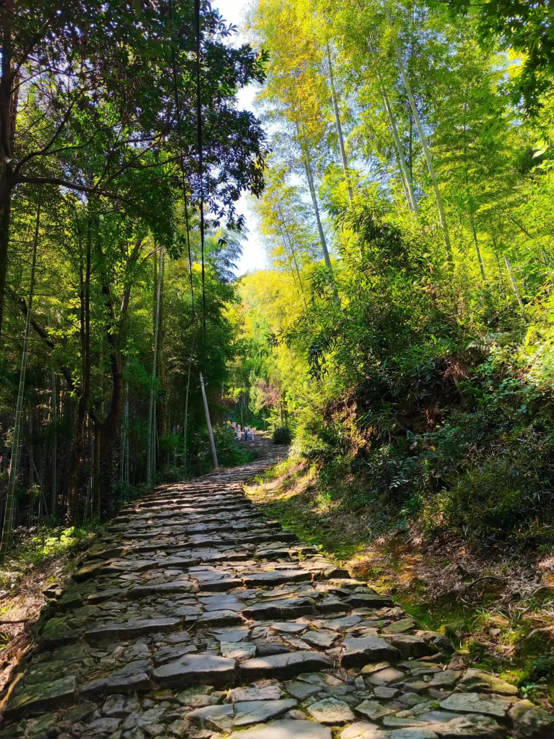 65e1a0e9f297bb75552a2f13cf9e489a-sz_781160