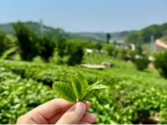 68182df766e60b0e216304a04bc60fb5-sz_350083