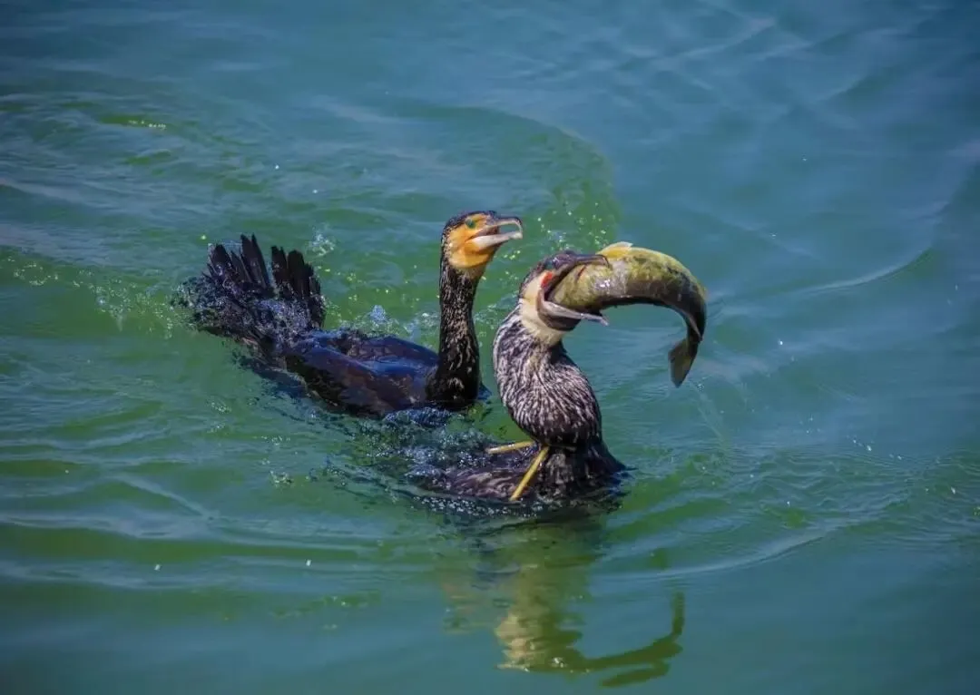 694da0a556fb25bc7afd0e7ecfd0cac4-sz_80023