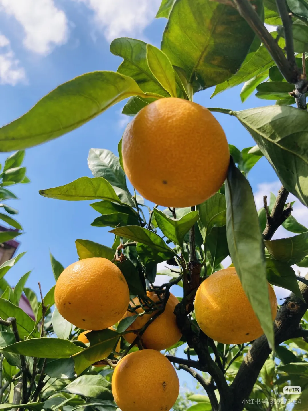 6c5ed2d575004ca8d06fef883b9dbae0-sz_1369058