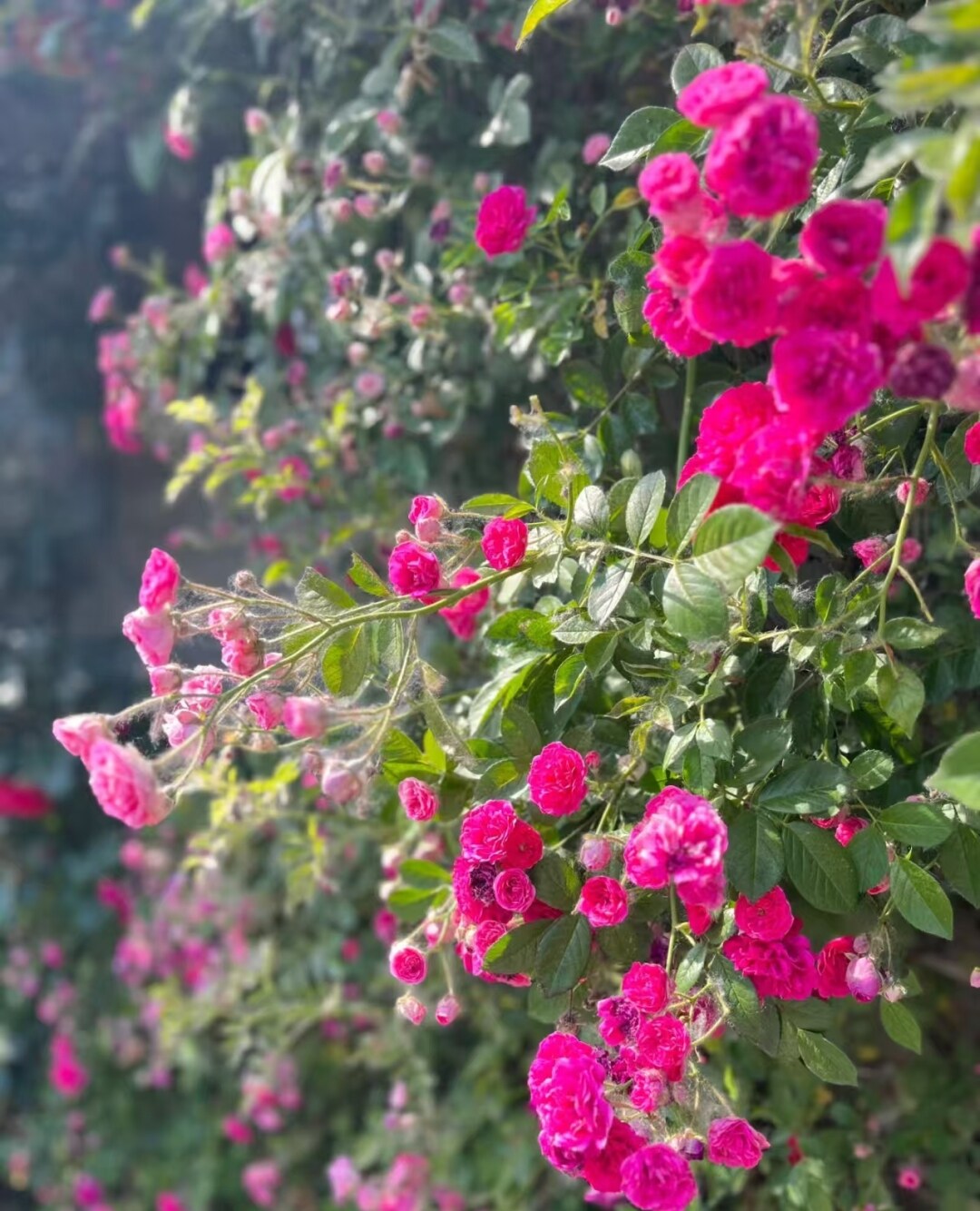 6dcca430abbc7880163c50e4fe8f771e-sz_1226247