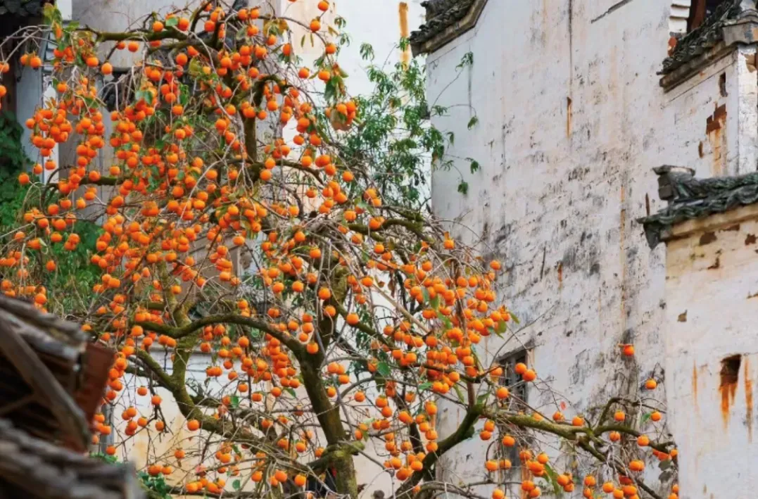 6f6ccb3ea3ecb82deb03686d1925634f-sz_2039571 6f6ccb3ea3ecb82deb03686d1925634f-sz_2039571