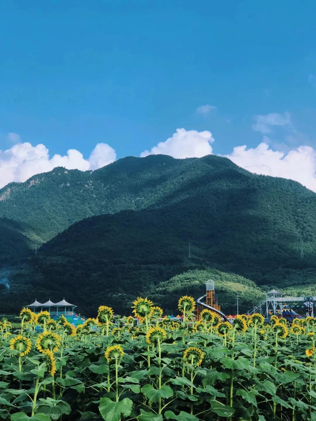 749c71f50a89fe34a4f9c3e26ca52629-sz_385188