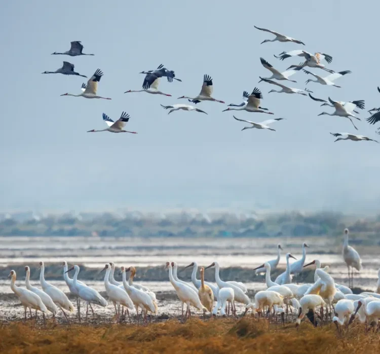 765abff33e8dd92d969e24d772332d3c-sz_897479