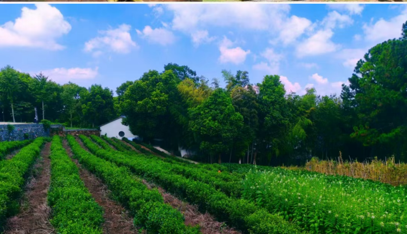 爆款纯玩【康养南京358元●纯玩四日】报名即送六重大礼包等你来◆宿花联山庄.棋牌唱歌免费玩到嗨 精华景点:秋游牛首山+夫子庙+长江大桥