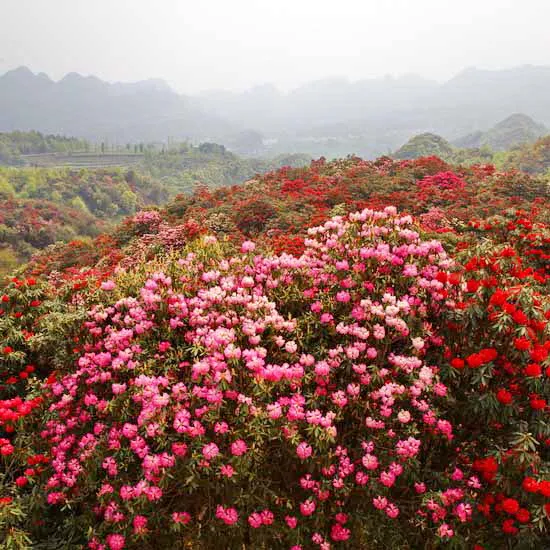 7c2b6e3f6309012a5c841e87134447d0-sz_406281