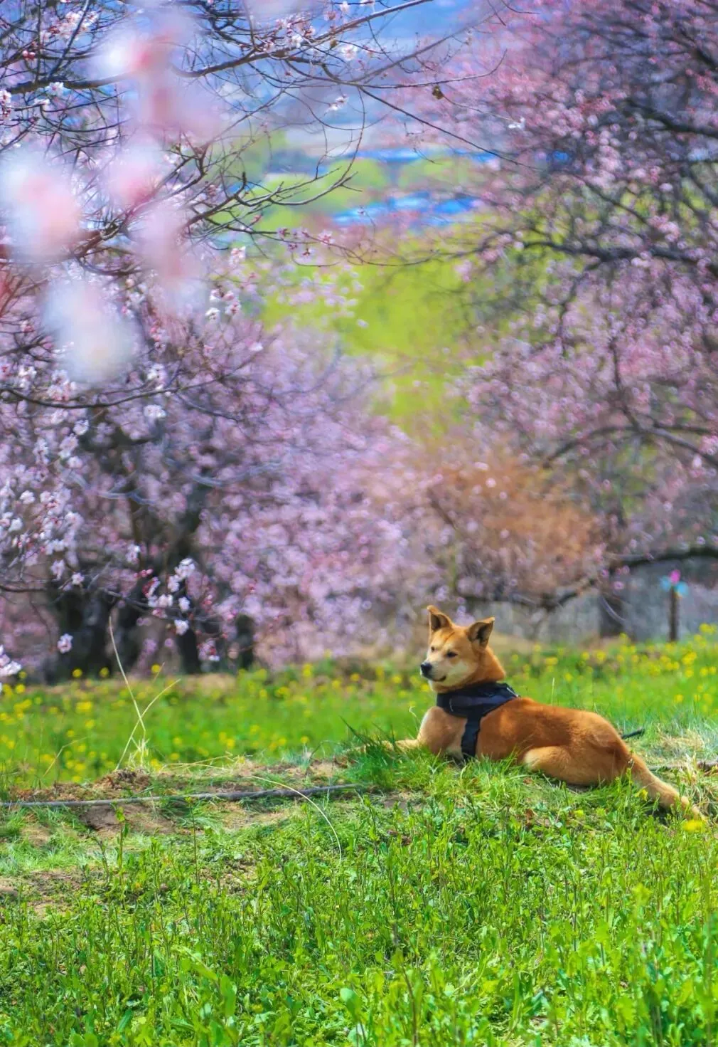 7d174c2b06592d57cf96b0ec4c327336-sz_311999 7d174c2b06592d57cf96b0ec4c327336-sz_311999