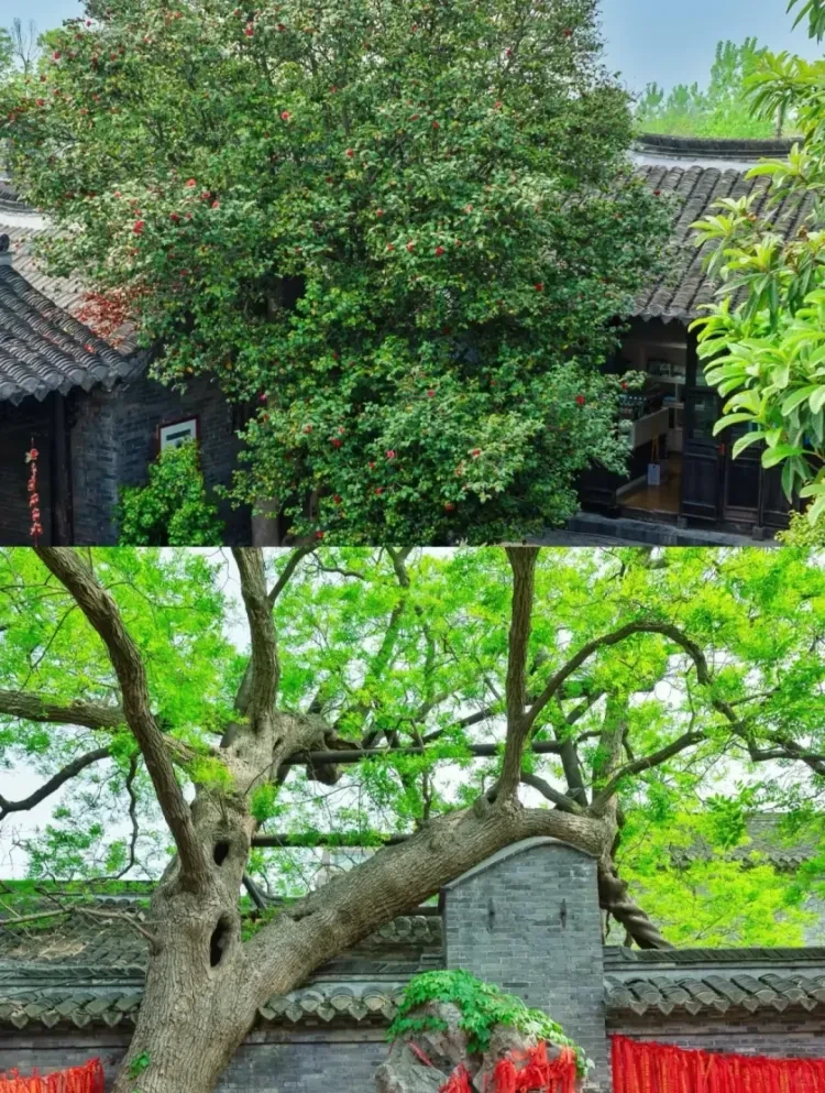 7dc845594982044eaf35d6fa7379c63b-sz_4143913