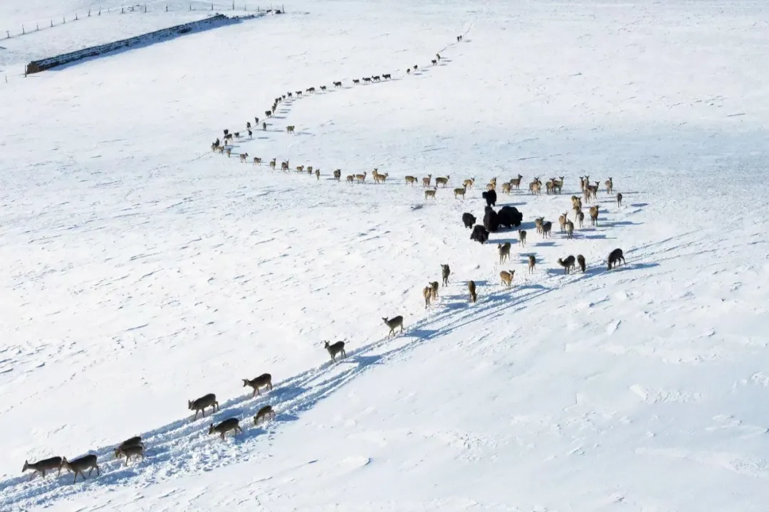 8081ab994ceefbc0639876f075175f67-sz_594255 8081ab994ceefbc0639876f075175f67-sz_594255