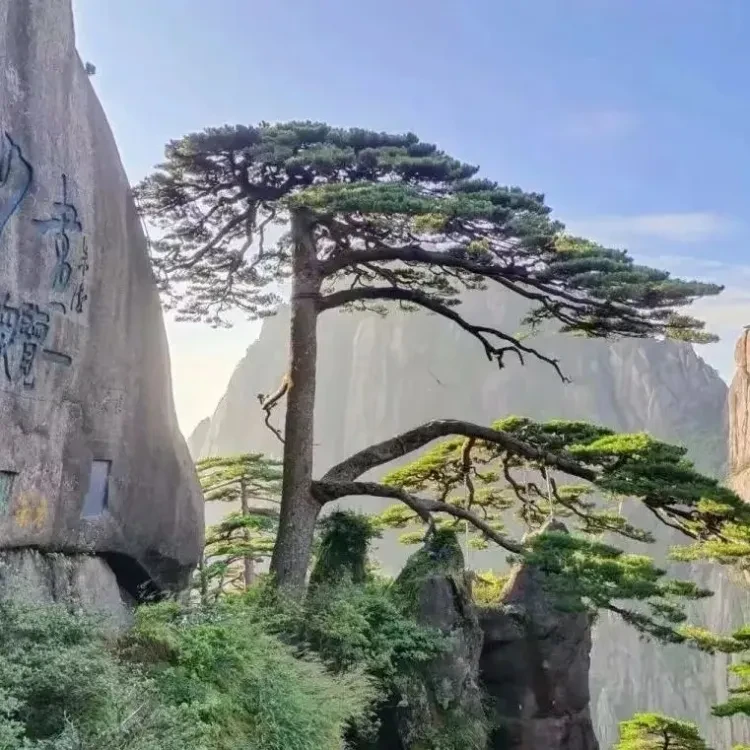 80c00a724f504ebd9af43ab8b3d912b2-sz_119673 80c00a724f504ebd9af43ab8b3d912b2-sz_119673