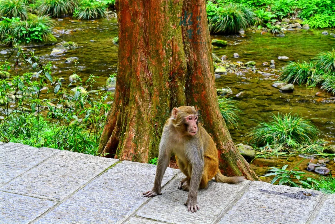 81b7c89072413cccff112af0bcd2b39a-sz_510425