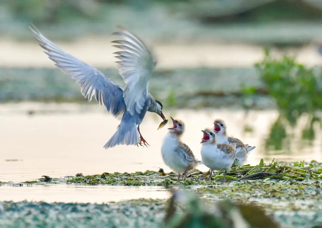 832a2b6d4ce569586ba25886f2ddc2df-sz_161783 832a2b6d4ce569586ba25886f2ddc2df-sz_161783