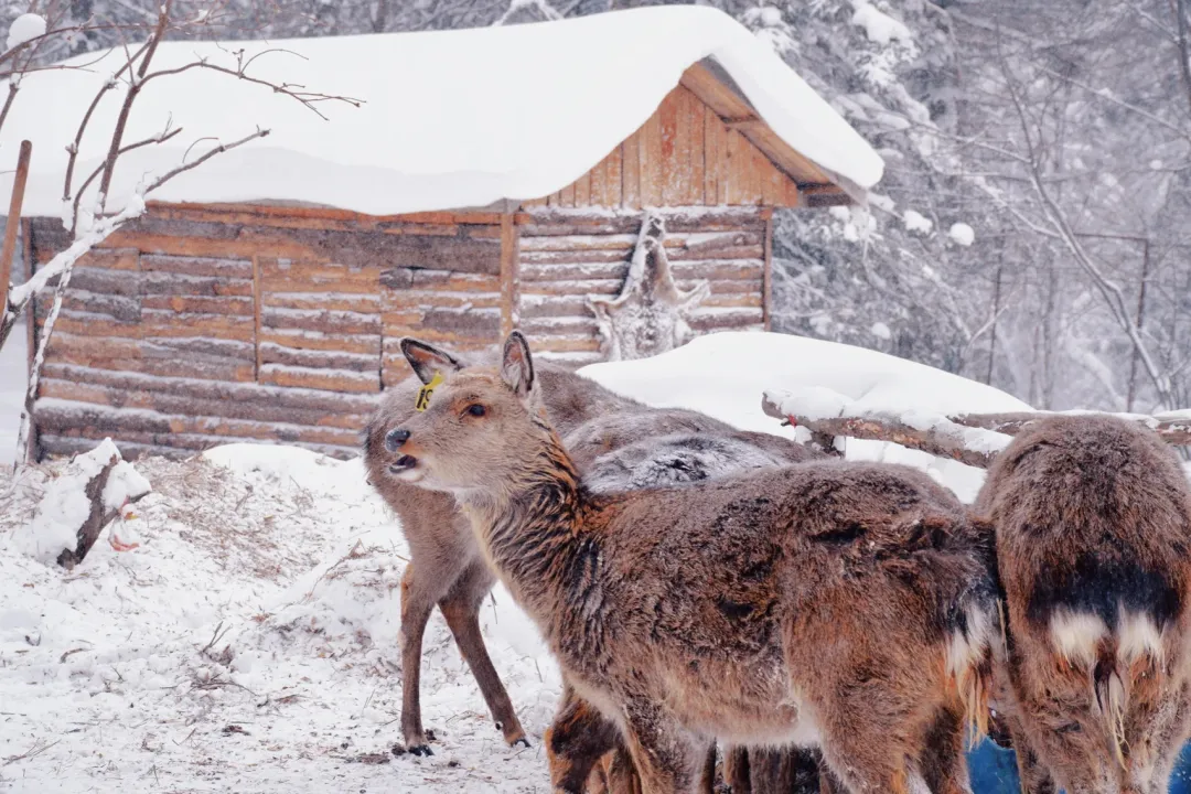 8600b2761b8c3636caaf075da1383418-sz_1545088 8600b2761b8c3636caaf075da1383418-sz_1545088