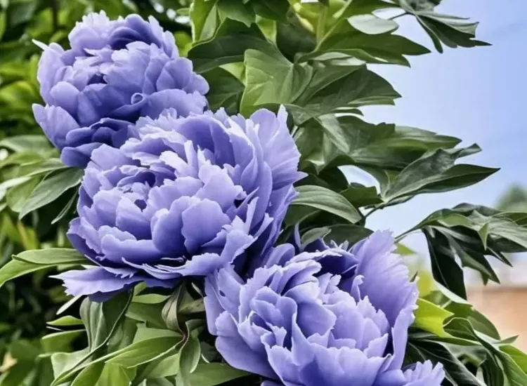 866169df7f8f4ee91355ba2f29d0b822-sz_608641 866169df7f8f4ee91355ba2f29d0b822-sz_608641