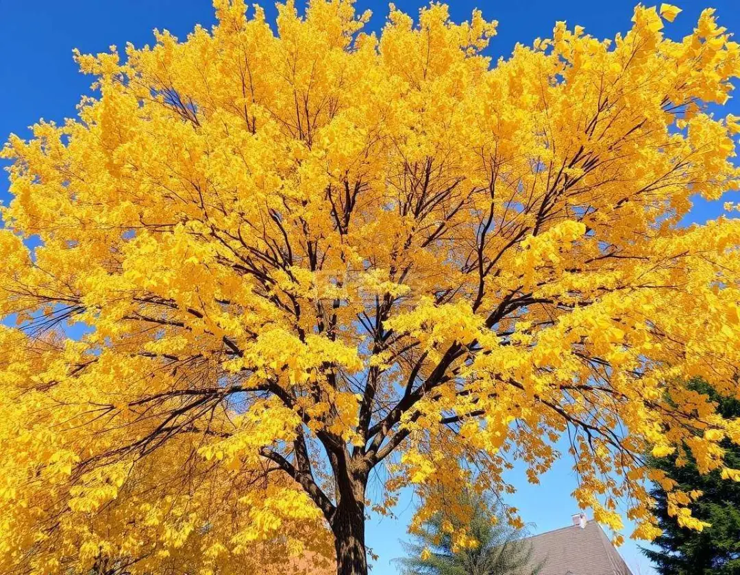 91fbe903ca6710bd2b1144926e355b0f-sz_362268