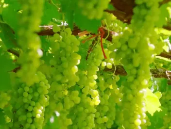 946530613d402d9799cb67b2189ae8fe-sz_175207 946530613d402d9799cb67b2189ae8fe-sz_175207