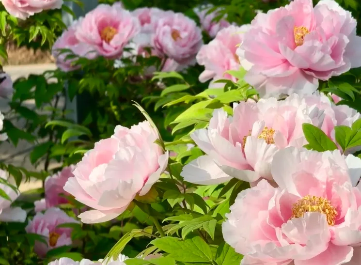 95aab3d006b8f8b53f6651104f63b968-sz_585182 95aab3d006b8f8b53f6651104f63b968-sz_585182