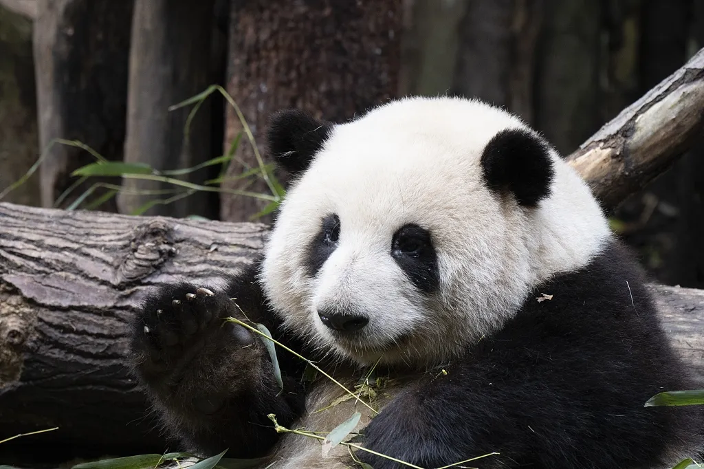 97df4b9b4d8d4a83a303525b6f3b4cb1-sz_578552-1