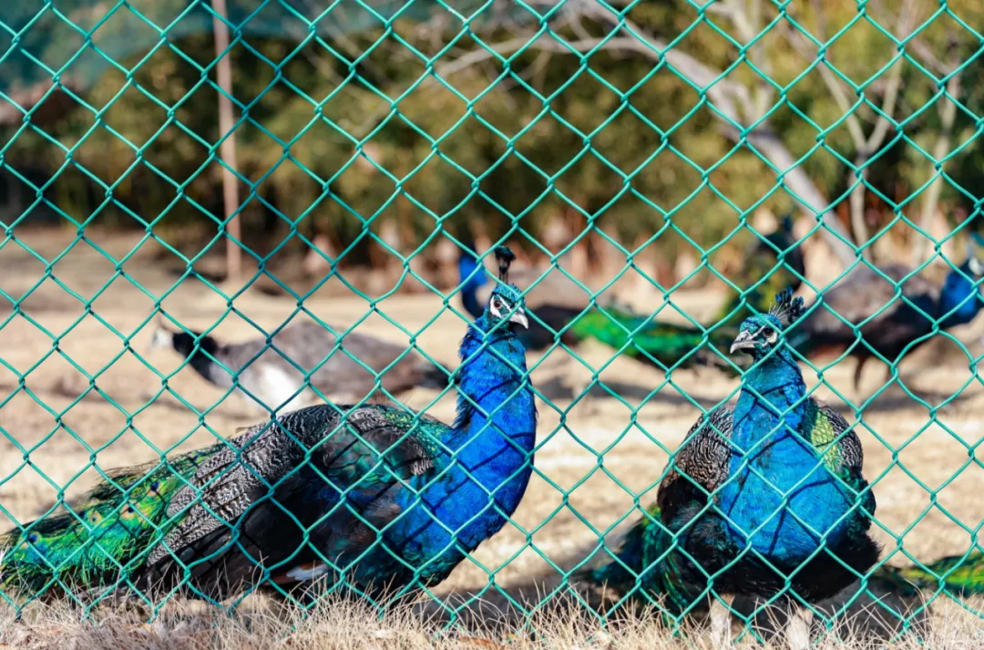 98c79cf10ed4abff9ea7d44684da9b0d-sz_1412958