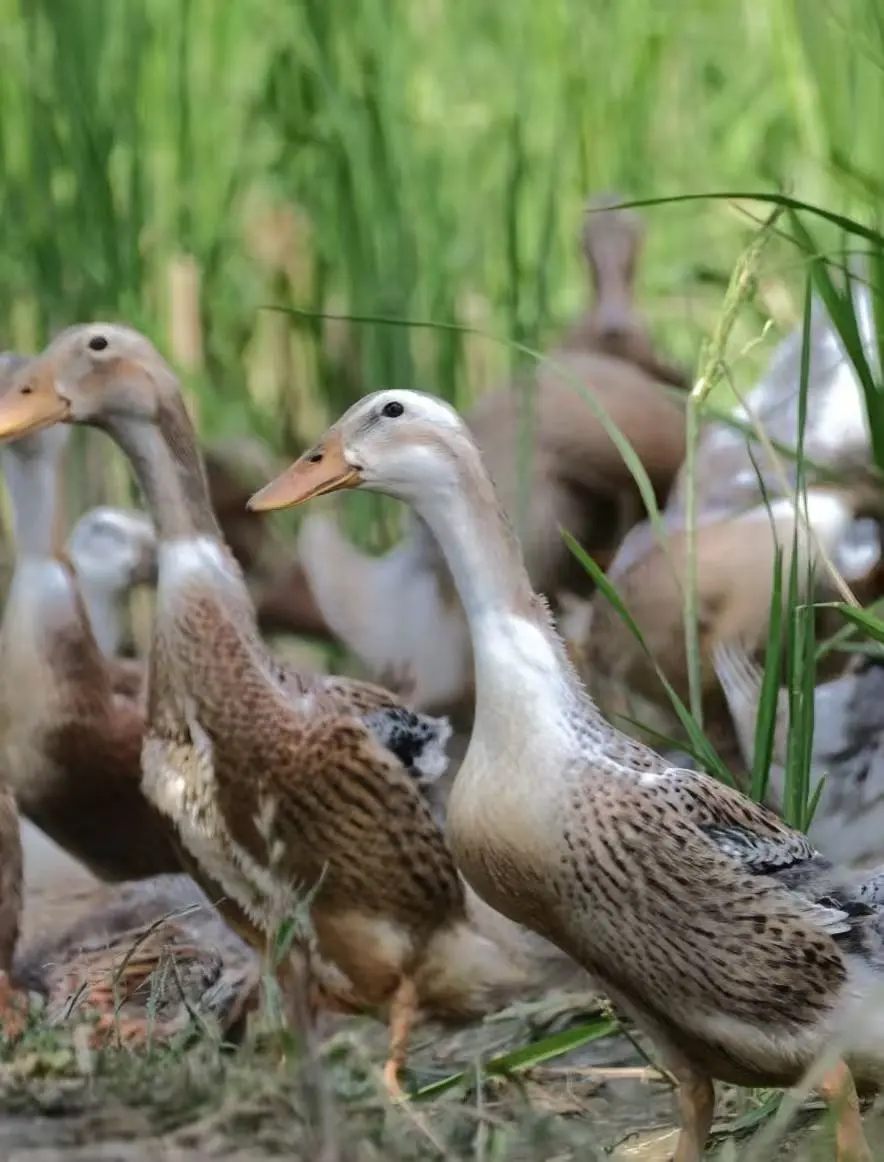 9bb83c8cc3803a0f42896a30e33cacfb-sz_105483 9bb83c8cc3803a0f42896a30e33cacfb-sz_105483