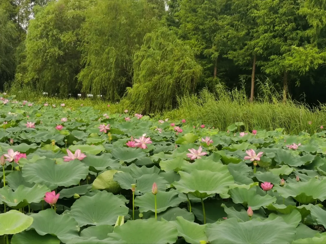 ☞无锡尊享版！！2025年新开业准四酒店【399元｜双夜游纯玩3日】无锡随心概念酒店❤2早4正餐❤赠送棋牌麻将娱乐