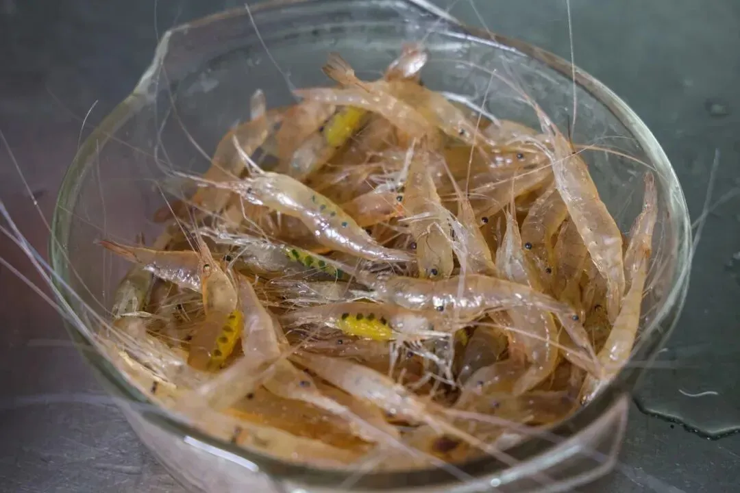 9da7d196b65264ceae1f11b2f3cbeaaf-sz_92992