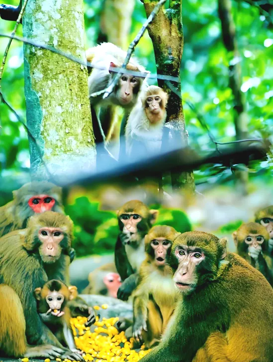 9f5c09d239ee8f5068a32cb9f21172e4-sz_820727