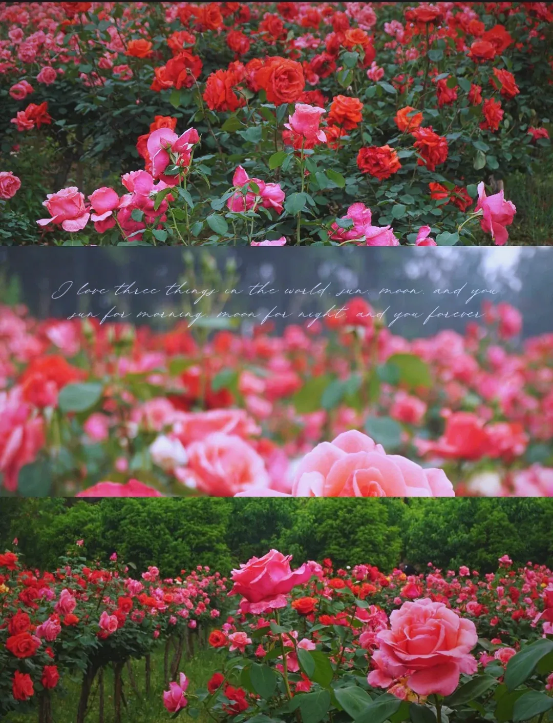 a02a8ebcaf518603d65c0804d4548fa4-sz_2260709 a02a8ebcaf518603d65c0804d4548fa4-sz_2260709