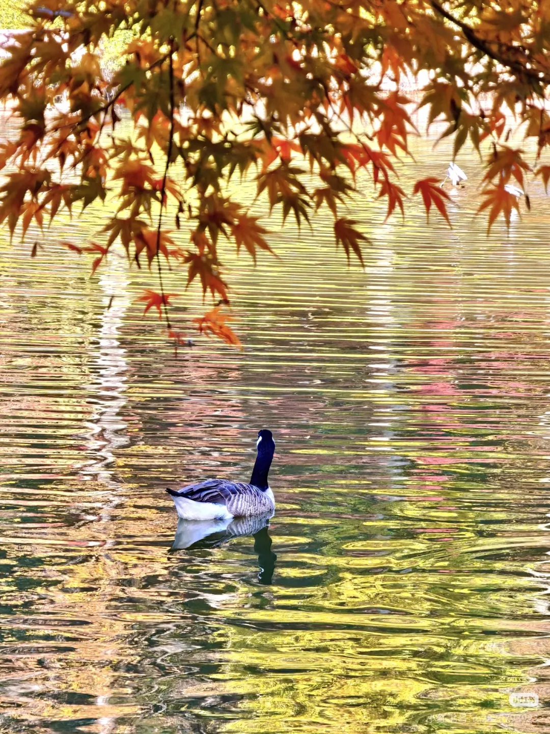 a1f317546f170e87581210f9bf11cdcf-sz_2339645