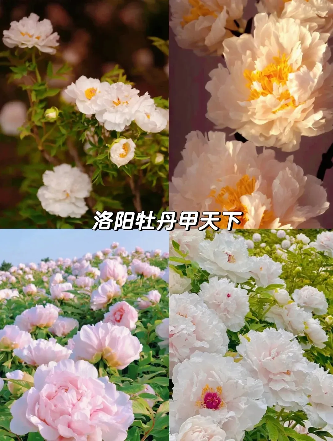 a2376beab9358a79b1c71c83f2c3ff7d-sz_878276-1 a2376beab9358a79b1c71c83f2c3ff7d-sz_878276-1