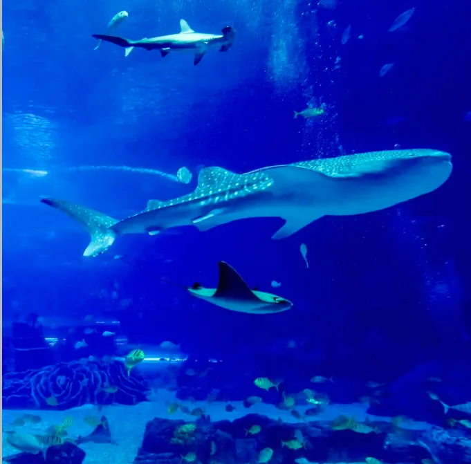 a3d14235392b6b2564844bf9aaf3811b-sz_646437