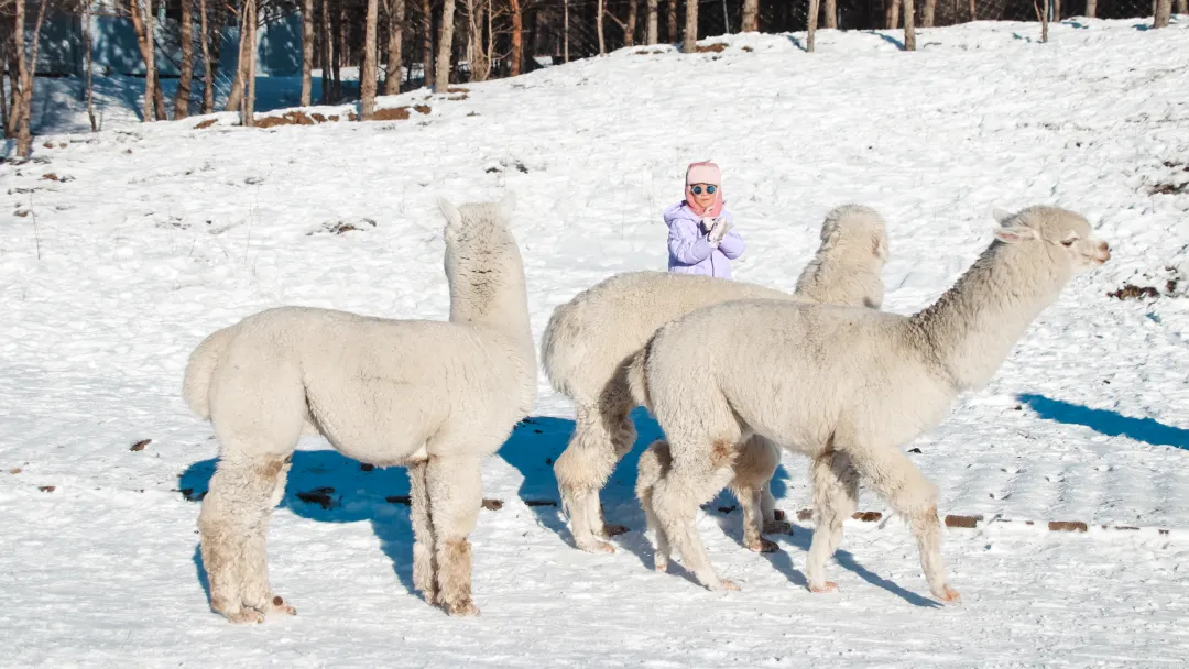 a3d601c2546e24a6ec3697f0d1de98d3-sz_6543249 a3d601c2546e24a6ec3697f0d1de98d3-sz_6543249