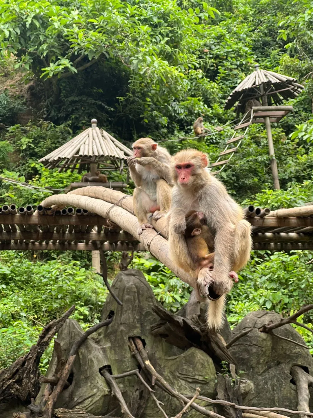 a3dd69674983fbb7648971c1134054bc-sz_581443