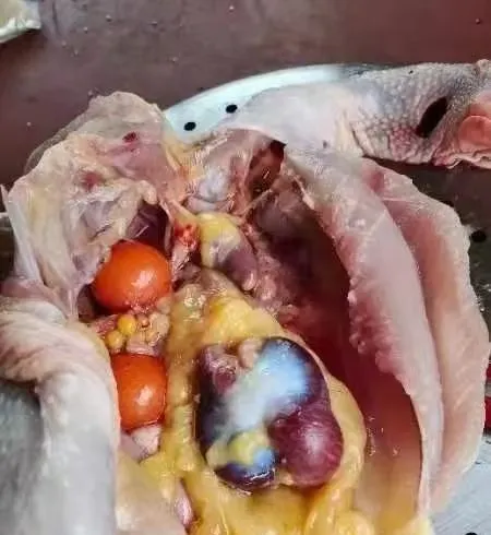 a7268e94d24344c02cdcdb2a853b1d66-sz_50980-2